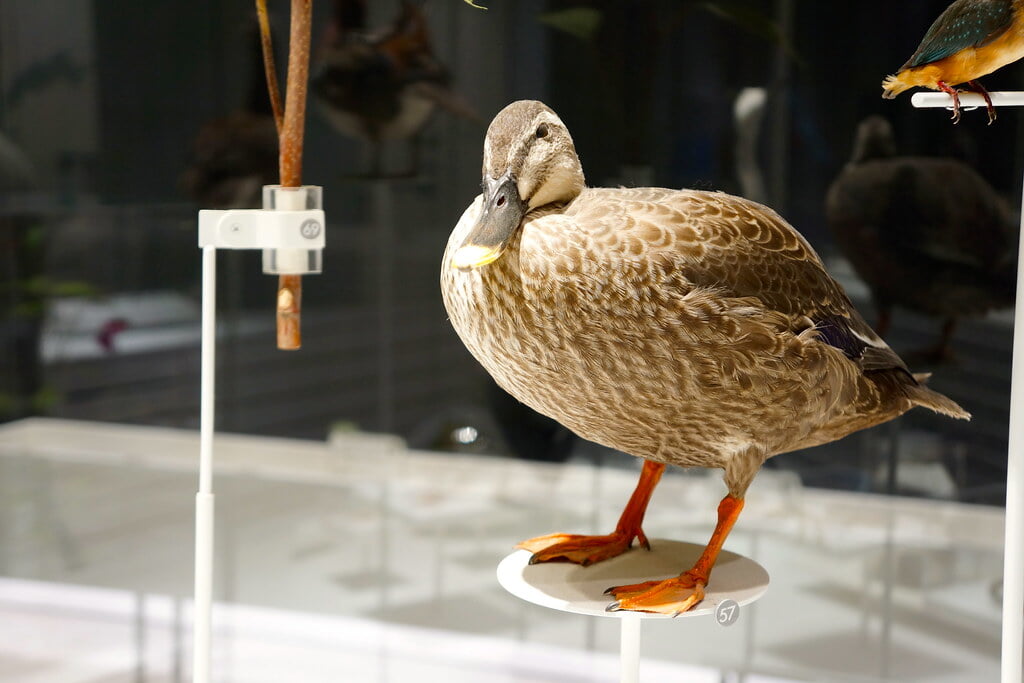 かわさき宙と緑の科学館の写真12