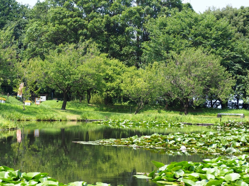 小田原フラワーガーデンの写真2