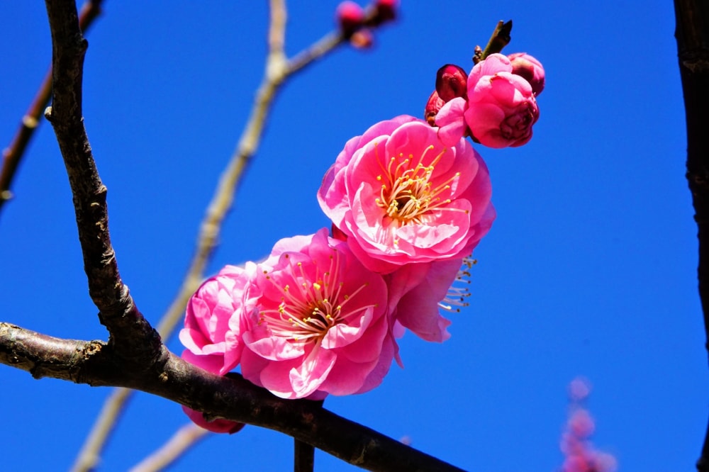 小田原フラワーガーデンの写真3