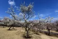 小田原フラワーガーデン