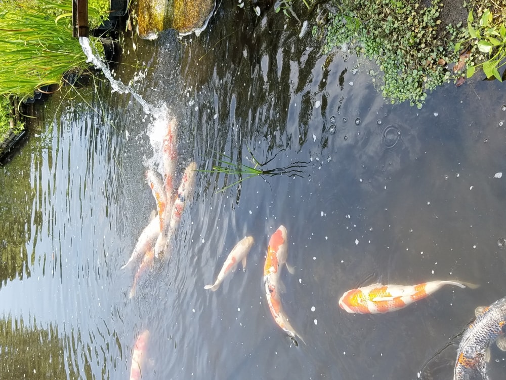 小田原フラワーガーデンの写真4