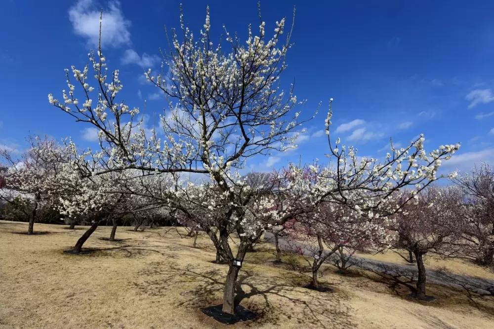 小田原フラワーガーデンの写真1