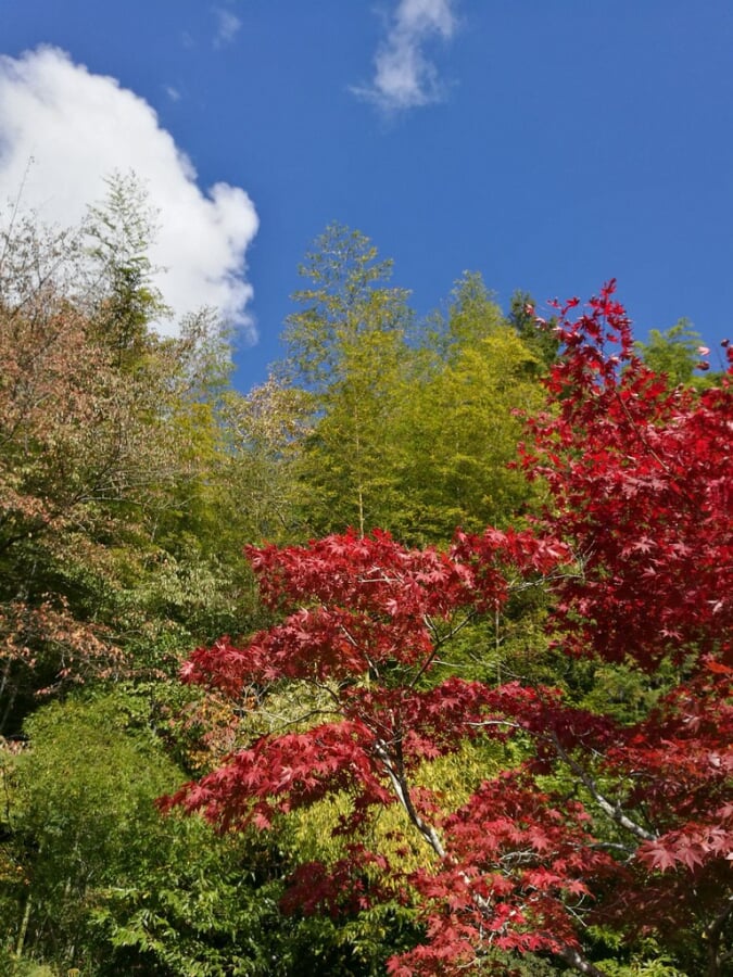 篠山チルドレンズミュージアムの写真2