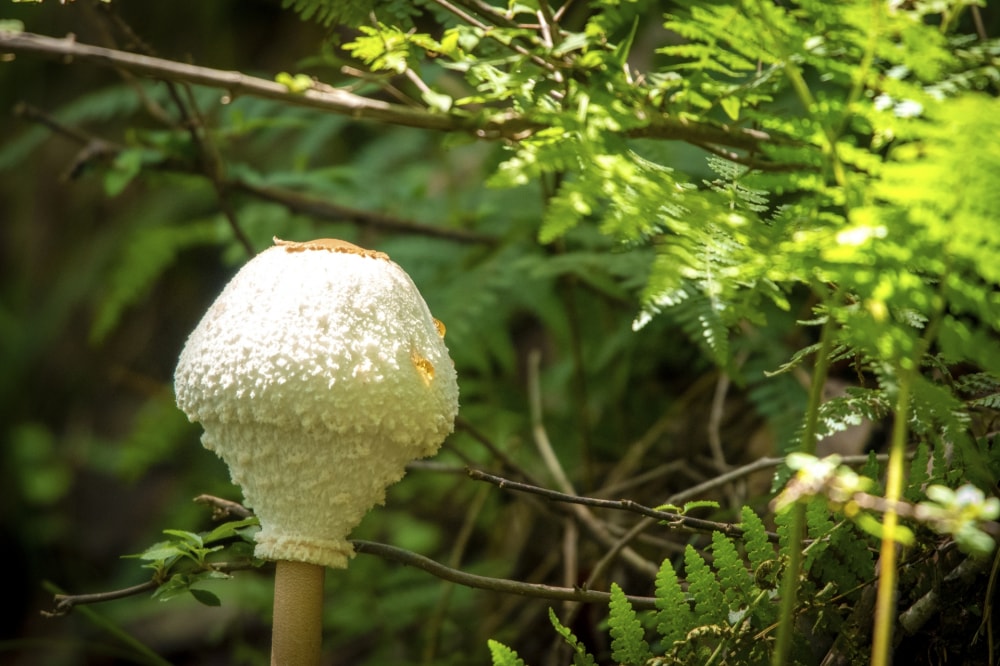 妙見の森の写真3