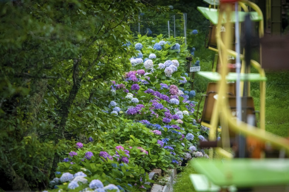 妙見の森の写真6