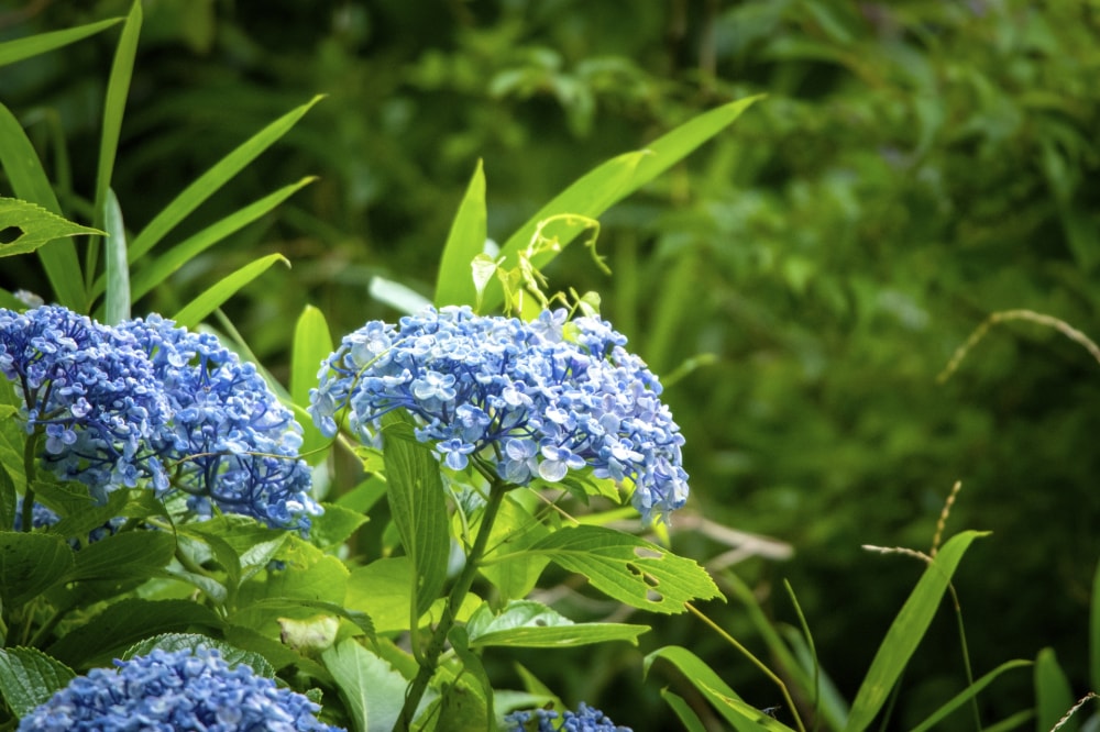 妙見の森の写真7