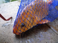 品川フィッシングガーデン