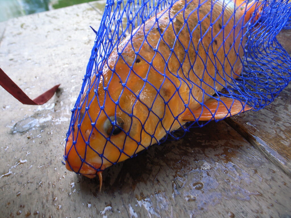 品川フィッシングガーデンの写真1