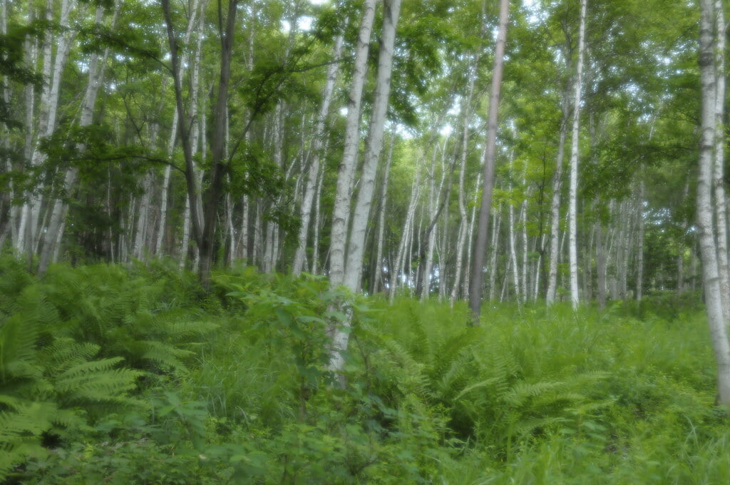 八ヶ岳自然文化園の写真3