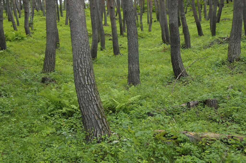 八ヶ岳自然文化園の写真4