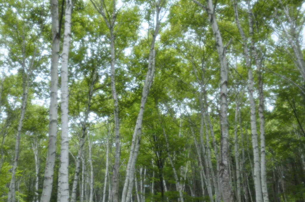 八ヶ岳自然文化園の写真9