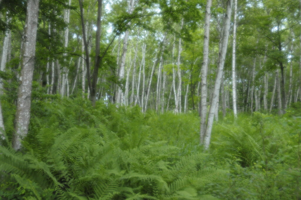 八ヶ岳自然文化園の写真11