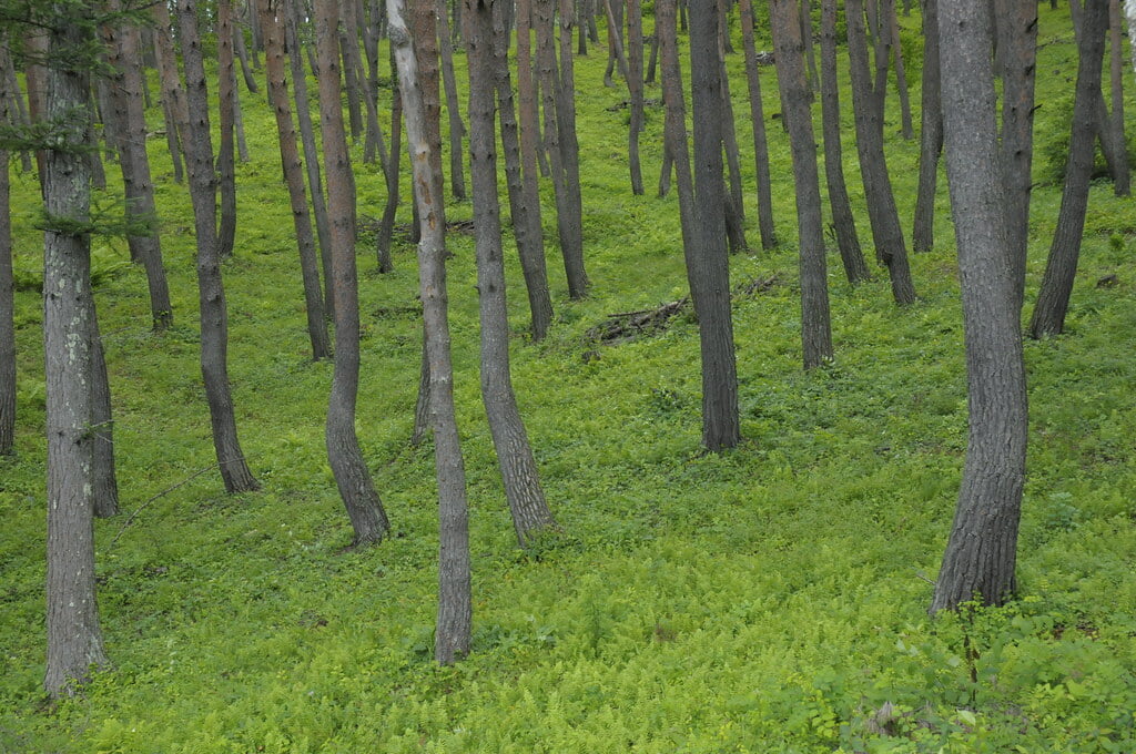 八ヶ岳自然文化園の写真13