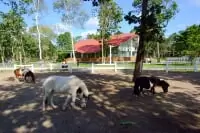 ノーザンホースパーク