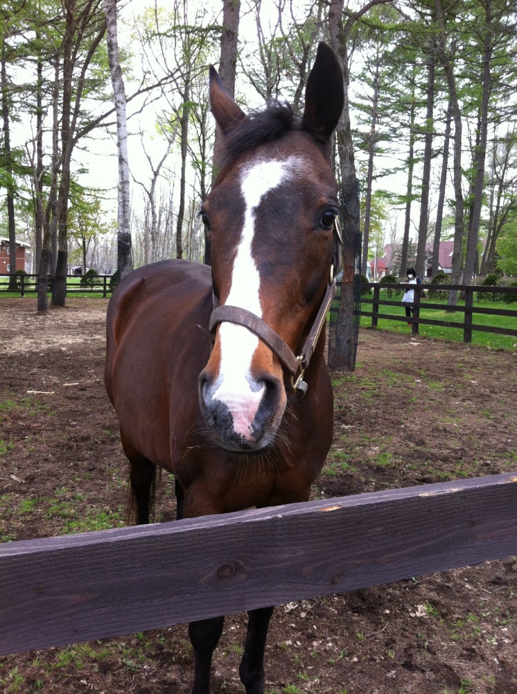 ノーザンホースパークの写真4