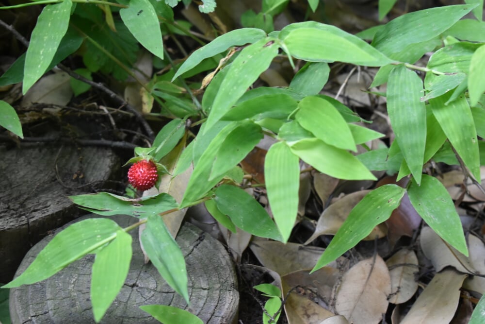 神奈川県立 七沢森林公園の写真2