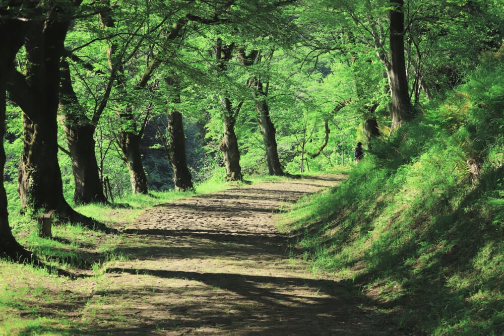神奈川県立 七沢森林公園の写真6