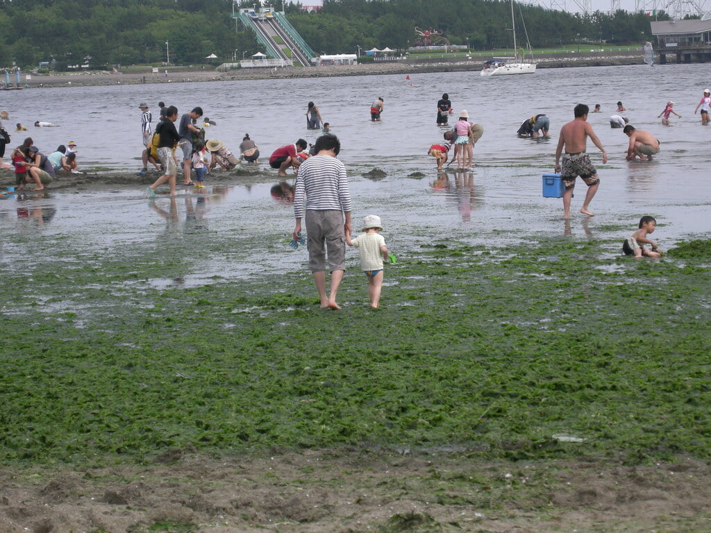 海の公園　潮干狩り場の写真3