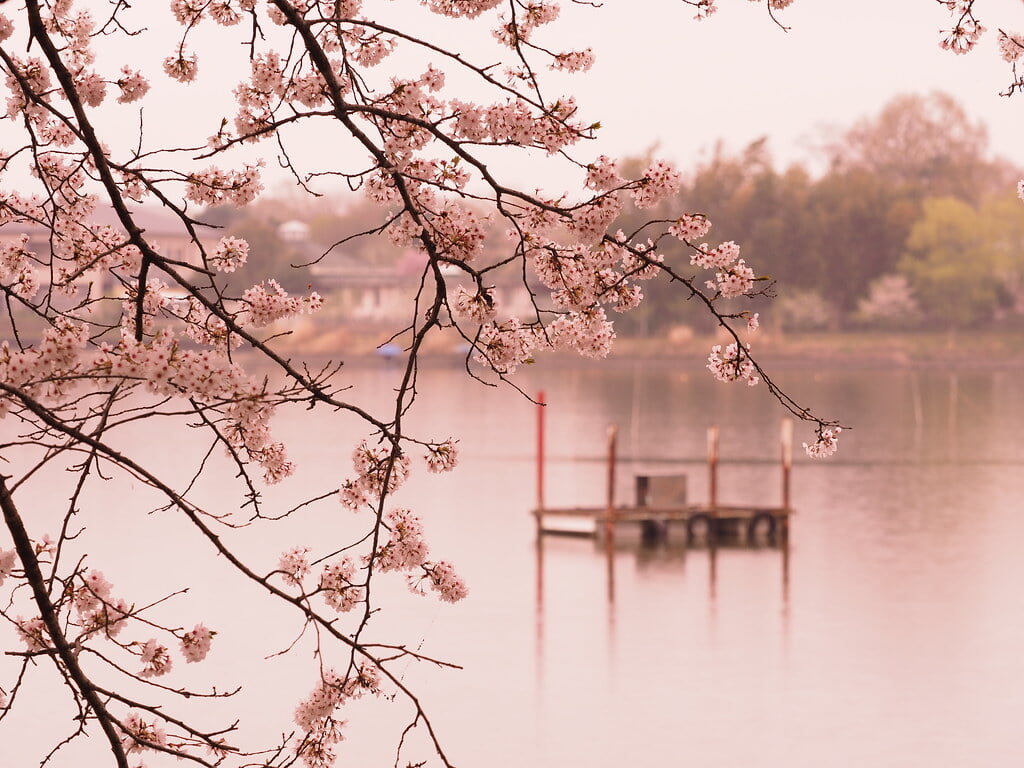 砂沼広域公園の写真4