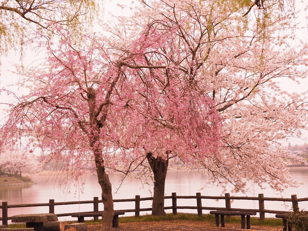 砂沼広域公園の写真10