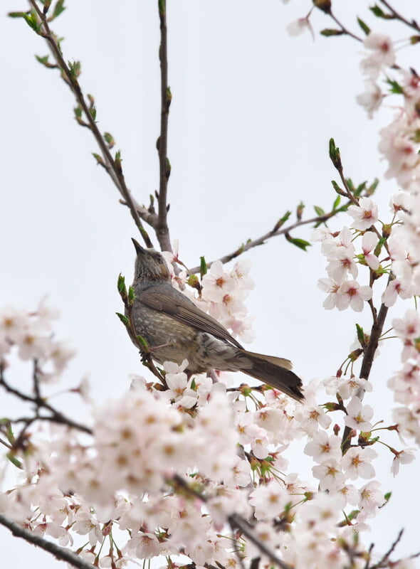 砂沼広域公園の写真11