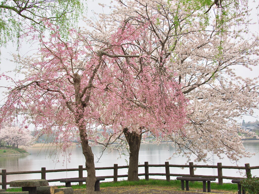 砂沼広域公園の写真12