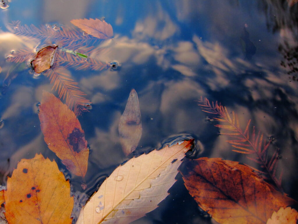 香澄公園の写真2