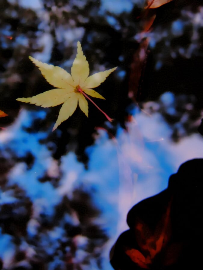 香澄公園の写真3