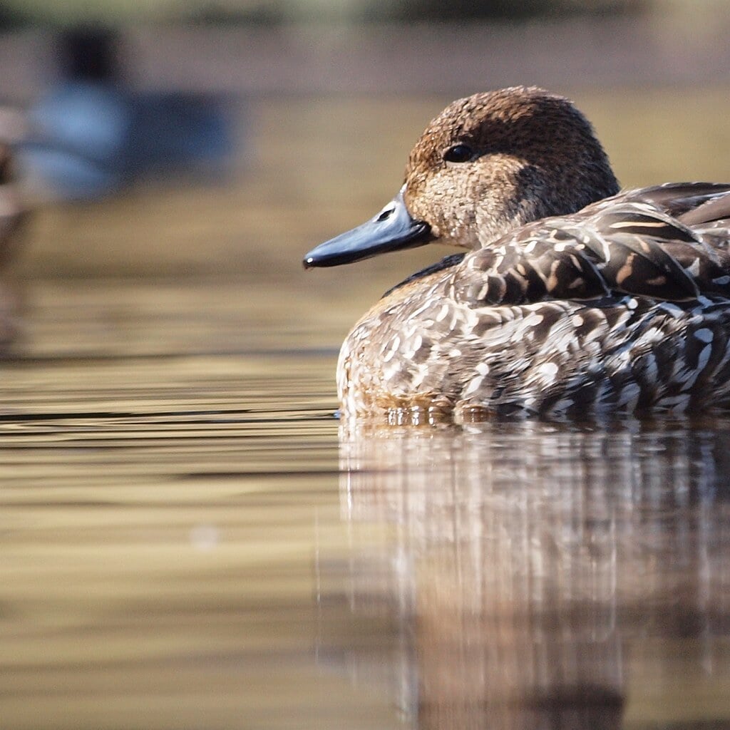 香澄公園の写真1