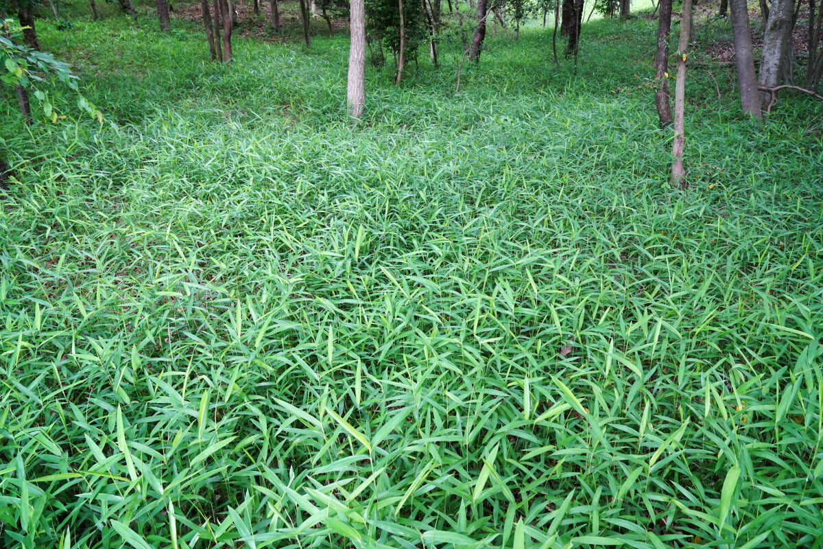 兵庫県立播磨中央公園の写真3