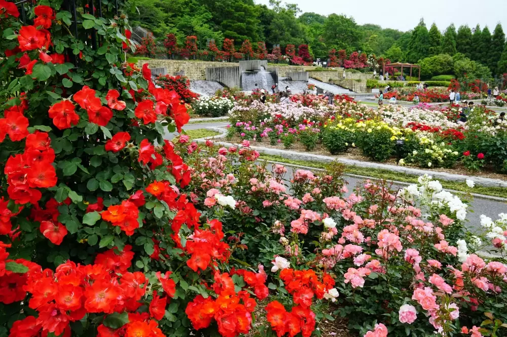 兵庫県立播磨中央公園の写真1