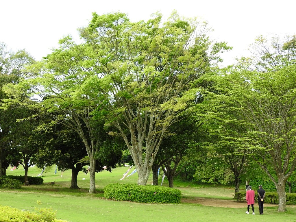 昭和の森の写真6