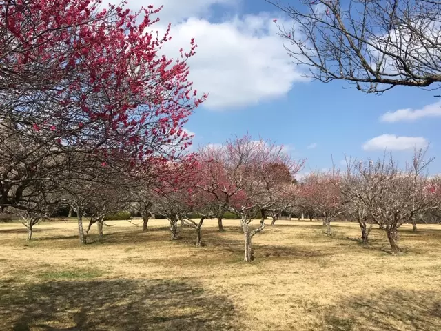 昭和の森の写真1