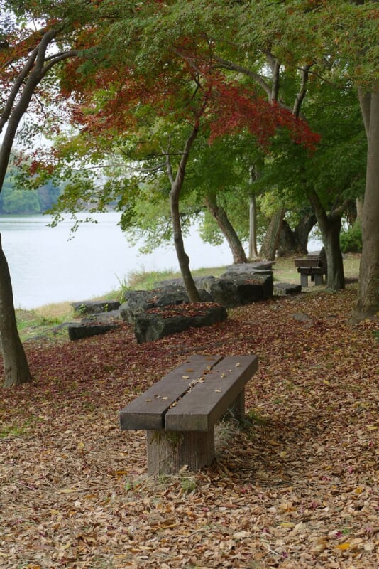 山田池公園の写真2