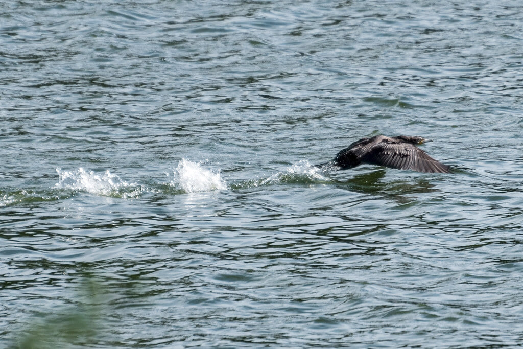 山田池公園の写真5