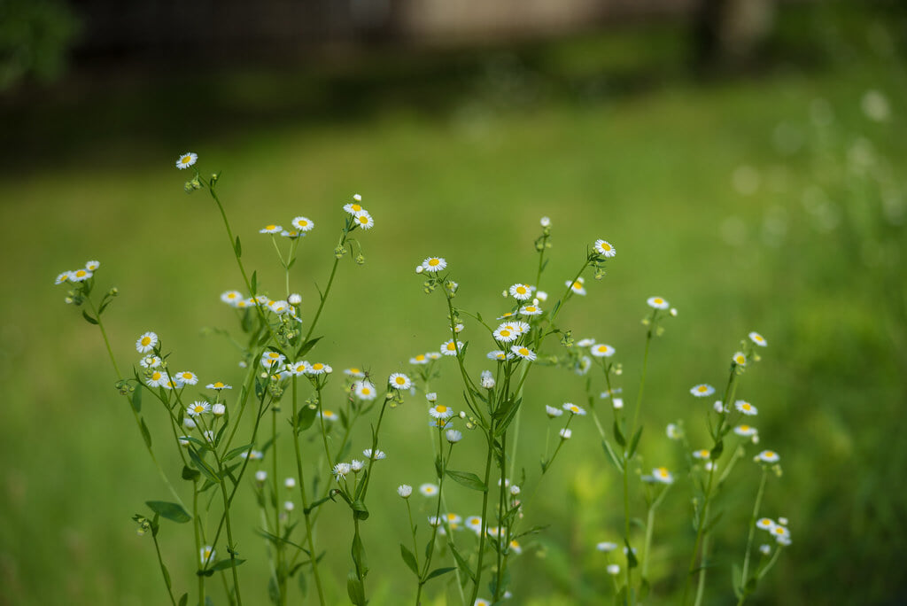 山田池公園の写真6