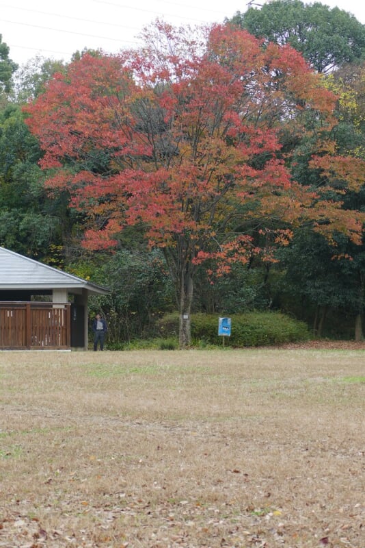山田池公園の写真8