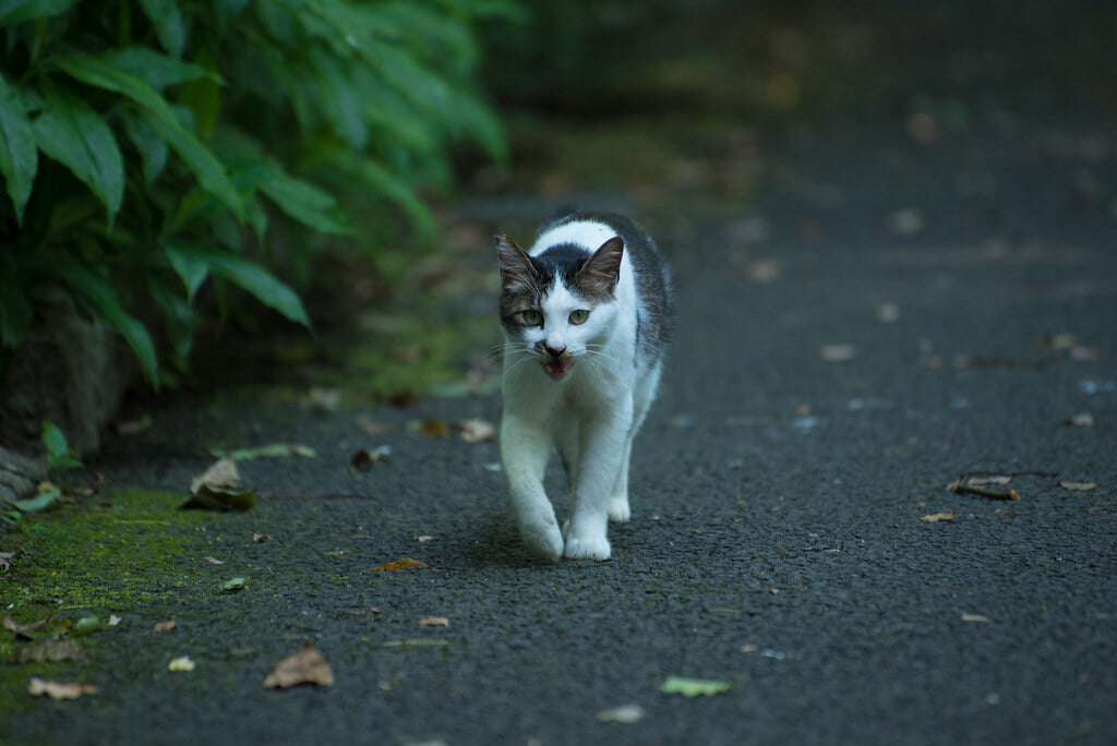 山田池公園の写真11