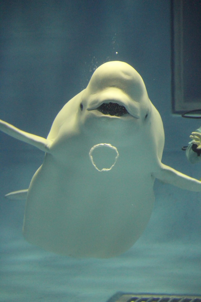 島根県立しまね海洋館アクアスの写真2