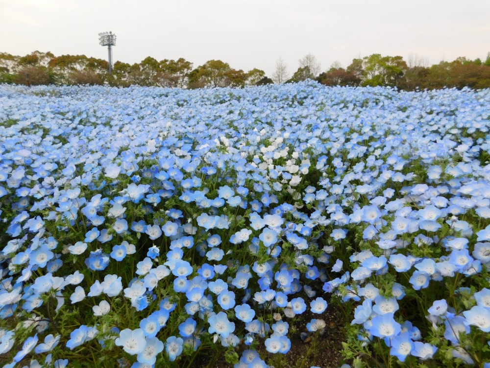 なばなの里の写真2