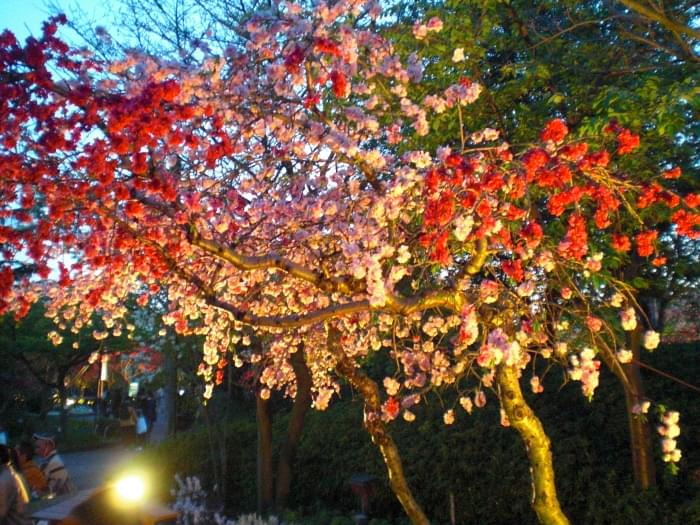 なばなの里の写真5