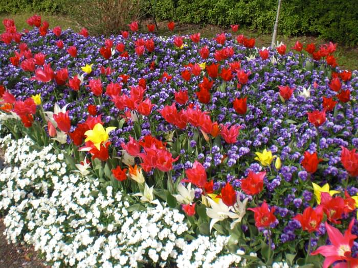 なばなの里の写真8