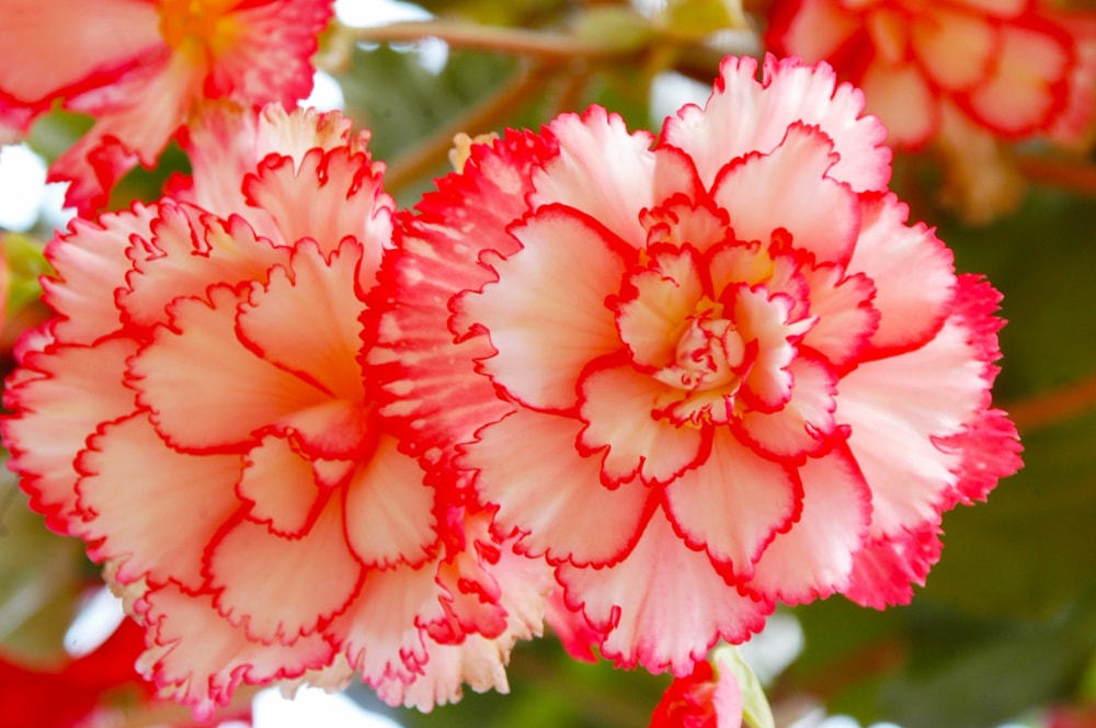 なばなの里の写真10