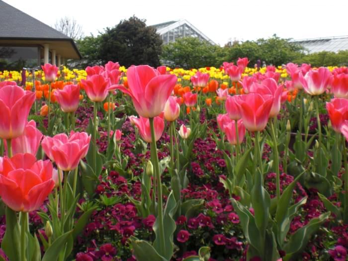 なばなの里の写真11