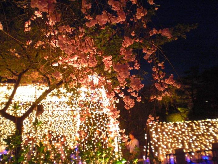 なばなの里の写真12