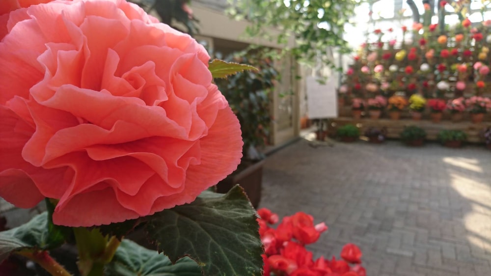 なばなの里の写真14