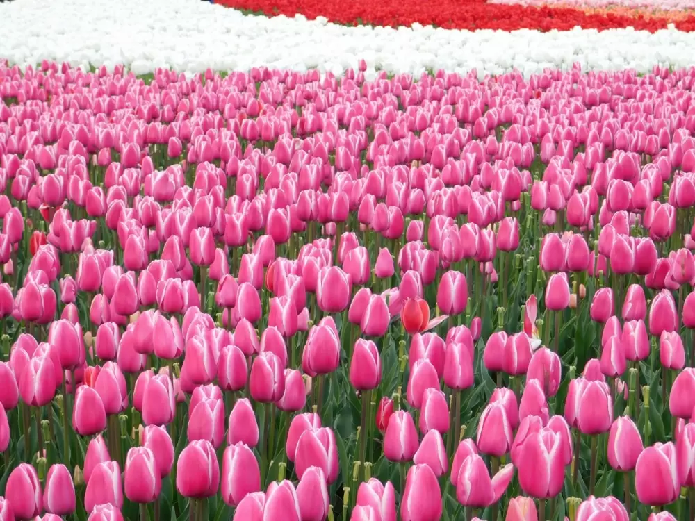 なばなの里の写真1