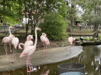 さいたま市 大崎公園子供動物園