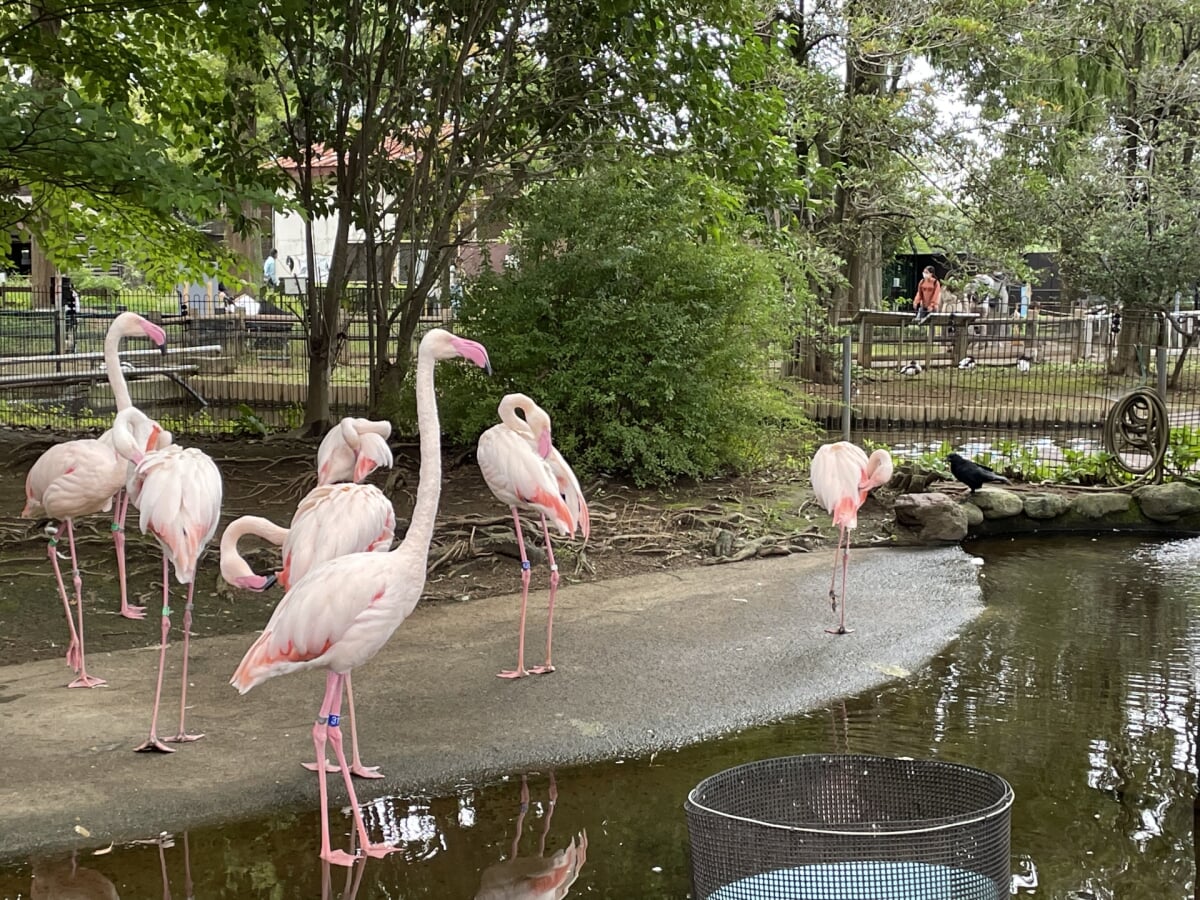 さいたま市 大崎公園子供動物園の写真1