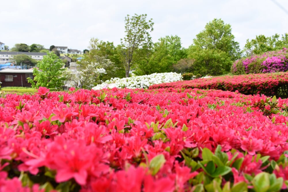 根岸森林公園の写真2